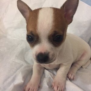 Meet your Posher, Dalley